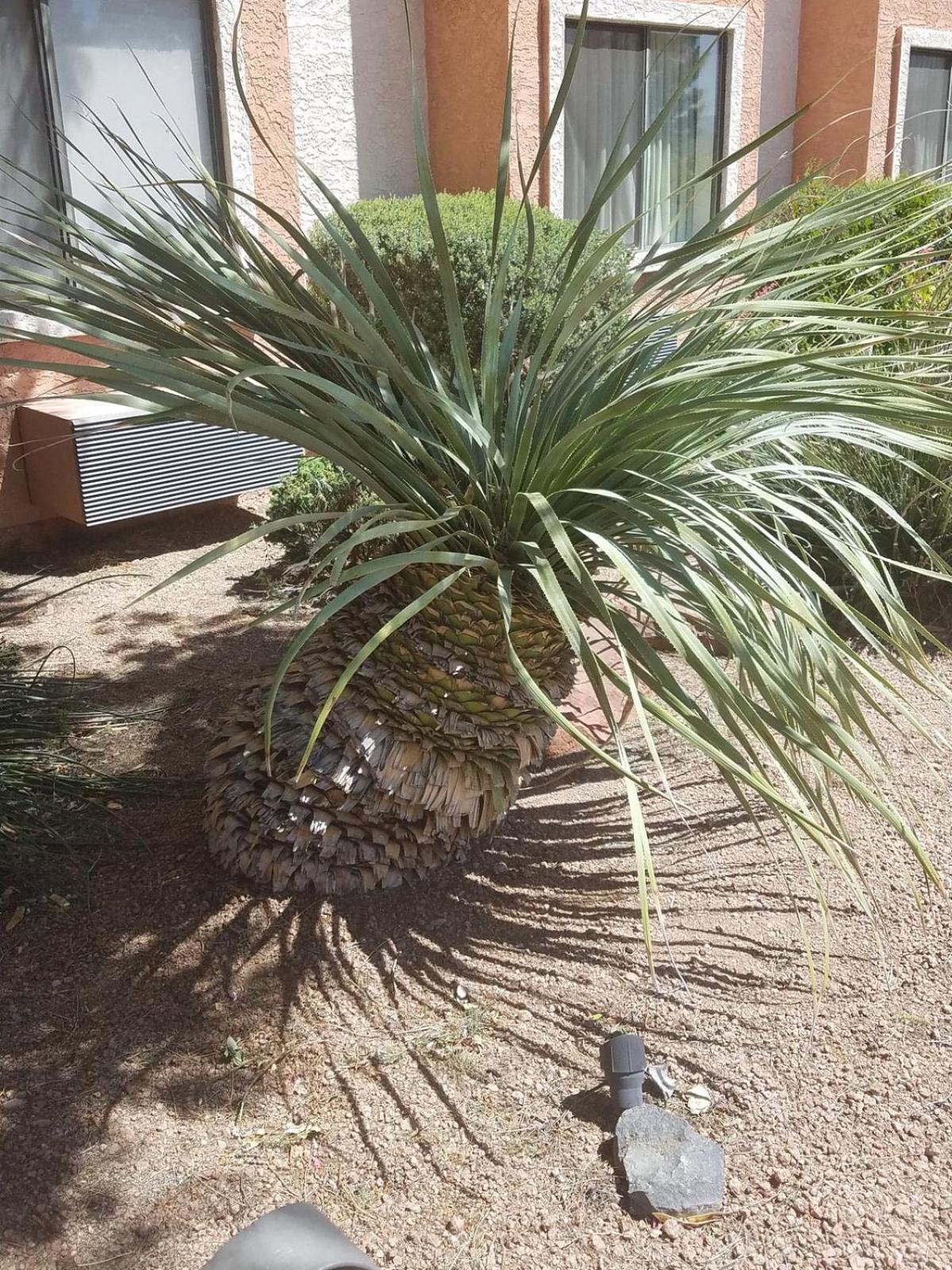 Days Inn By Wyndham Camp Verde Arizona Dış mekan fotoğraf